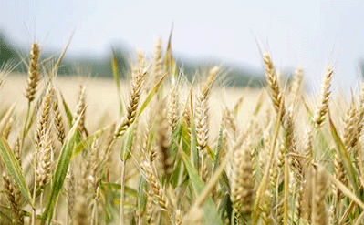 How to Choose Silicone Surfactant Wetting Agent for Agriculture?